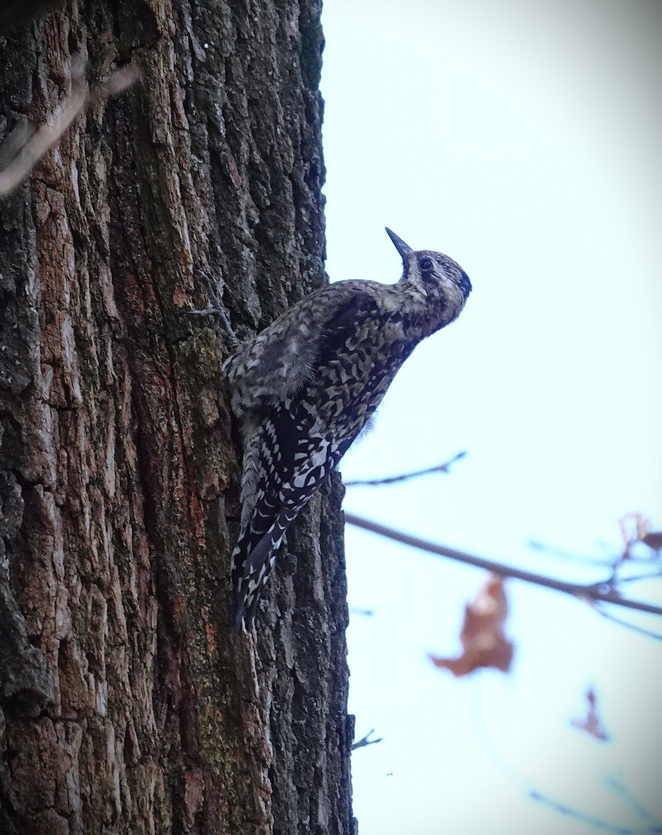 kanadasevjespett - ML646759365