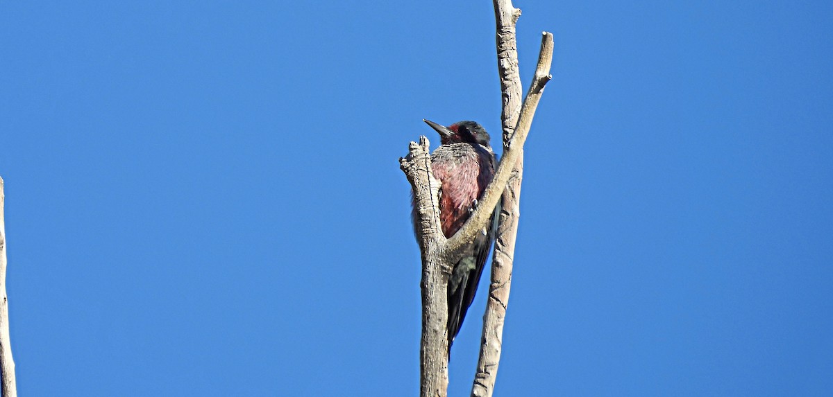 Краснолицый дятел - ML646759366