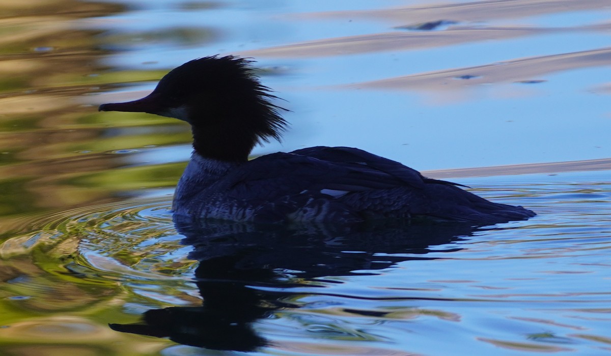 カワアイサ - ML646759367