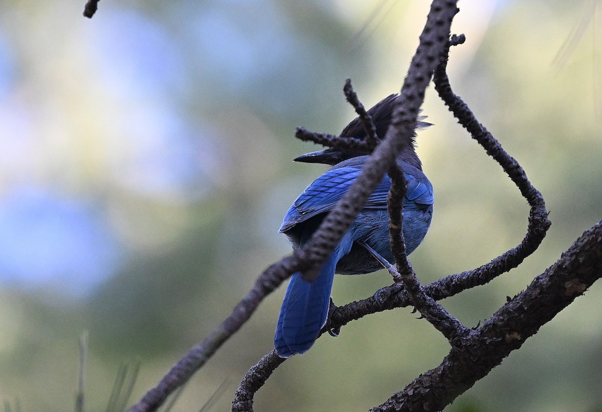 Steller's Jay - ML646759374