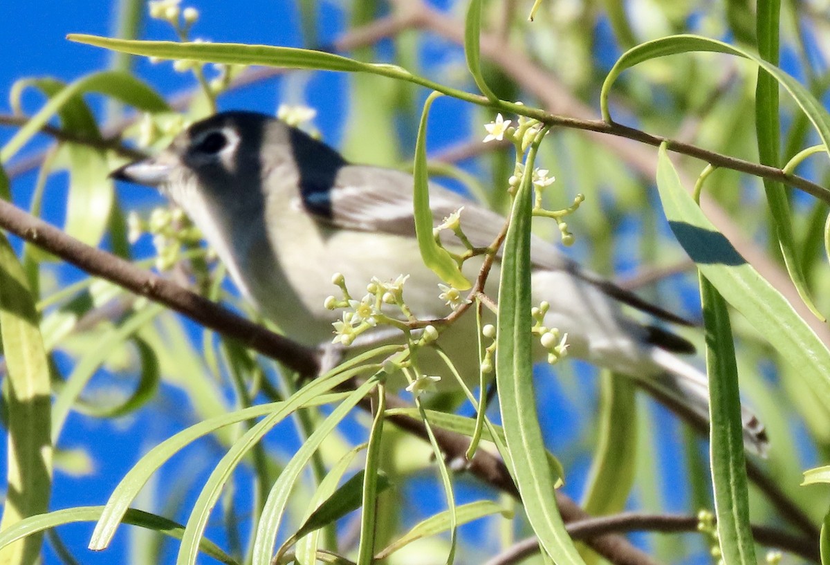Cassin's/Plumbeous Vireo - ML646759375