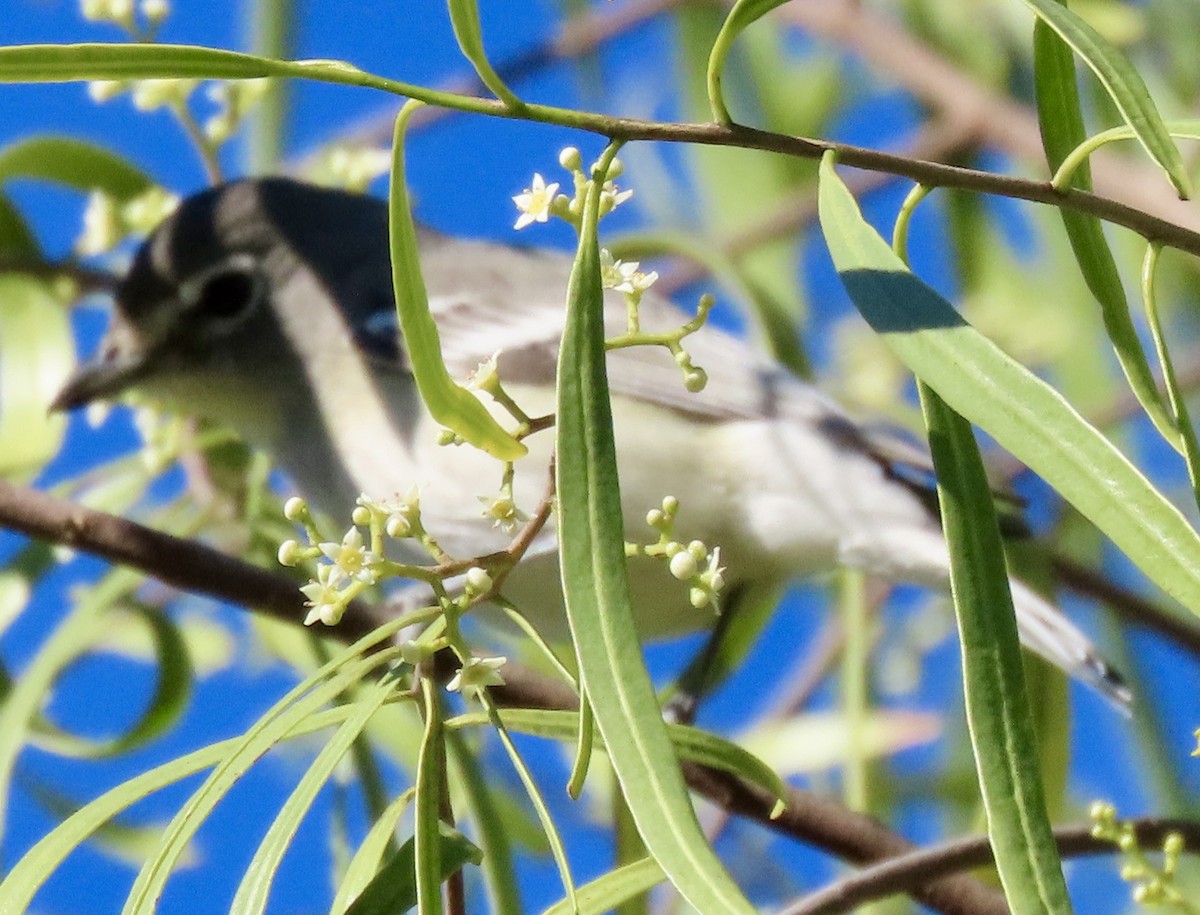 Cassin's/Plumbeous Vireo - ML646759376