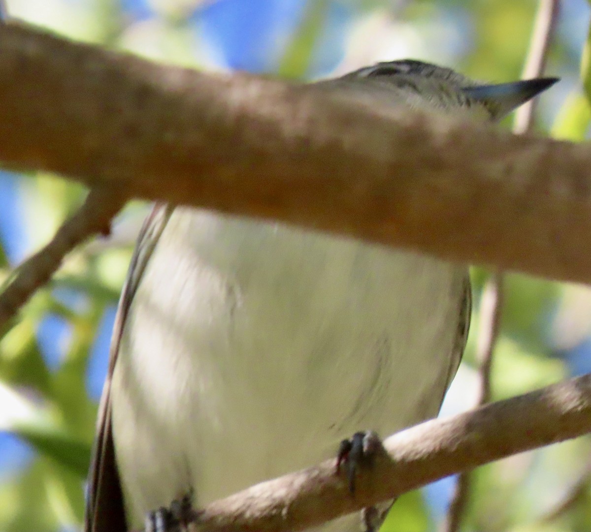 Cassin's/Plumbeous Vireo - ML646759377