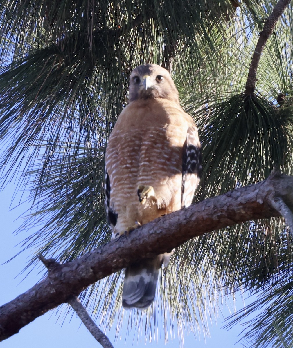 Красноплечий канюк - ML646759380