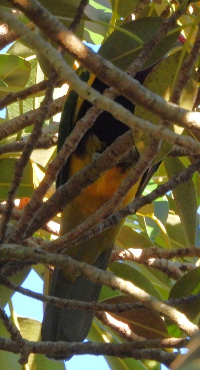 Длиннохвостый фруктовый голубь - ML646759381