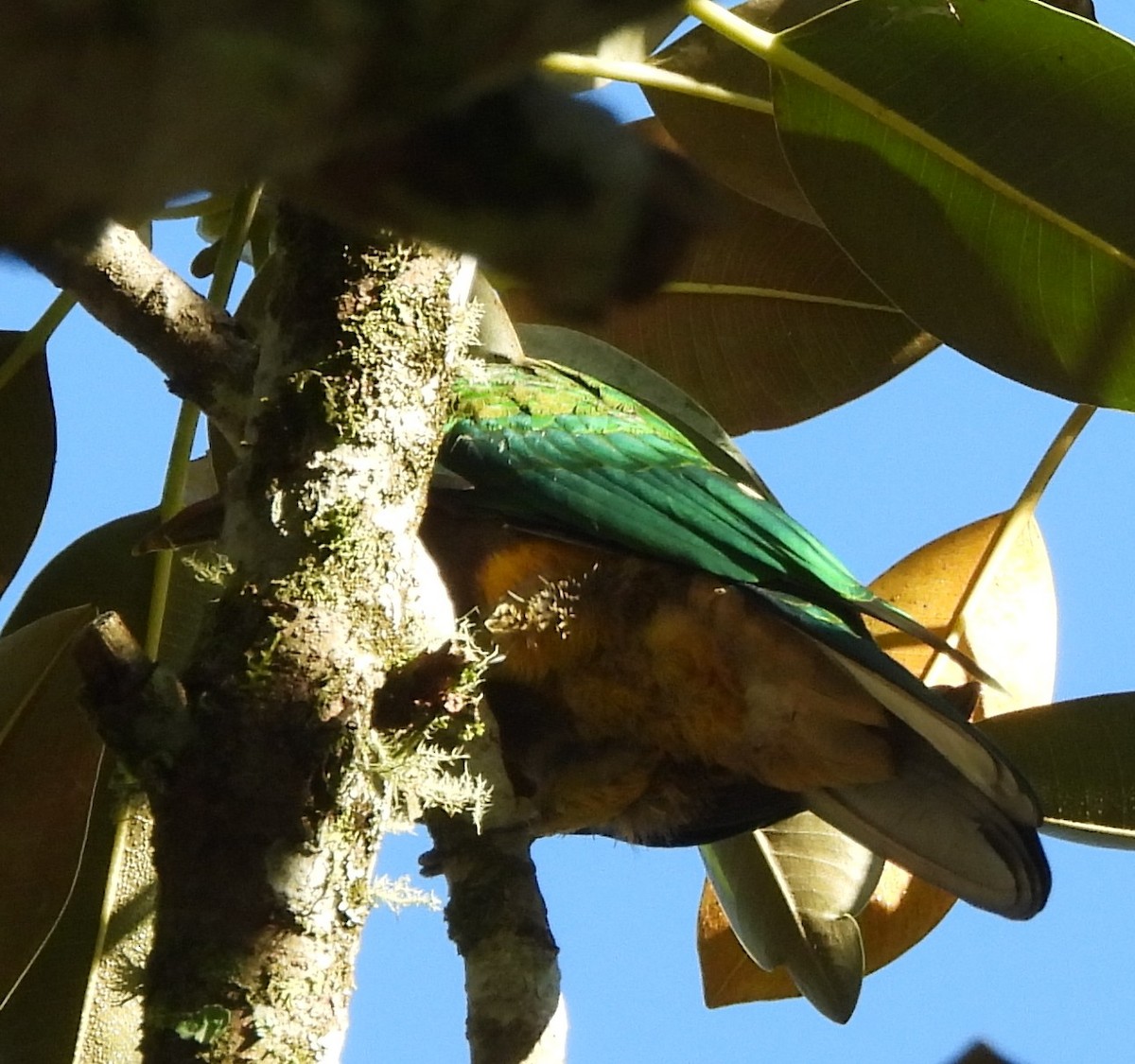 Purpurbrust-Fruchttaube - ML646759382