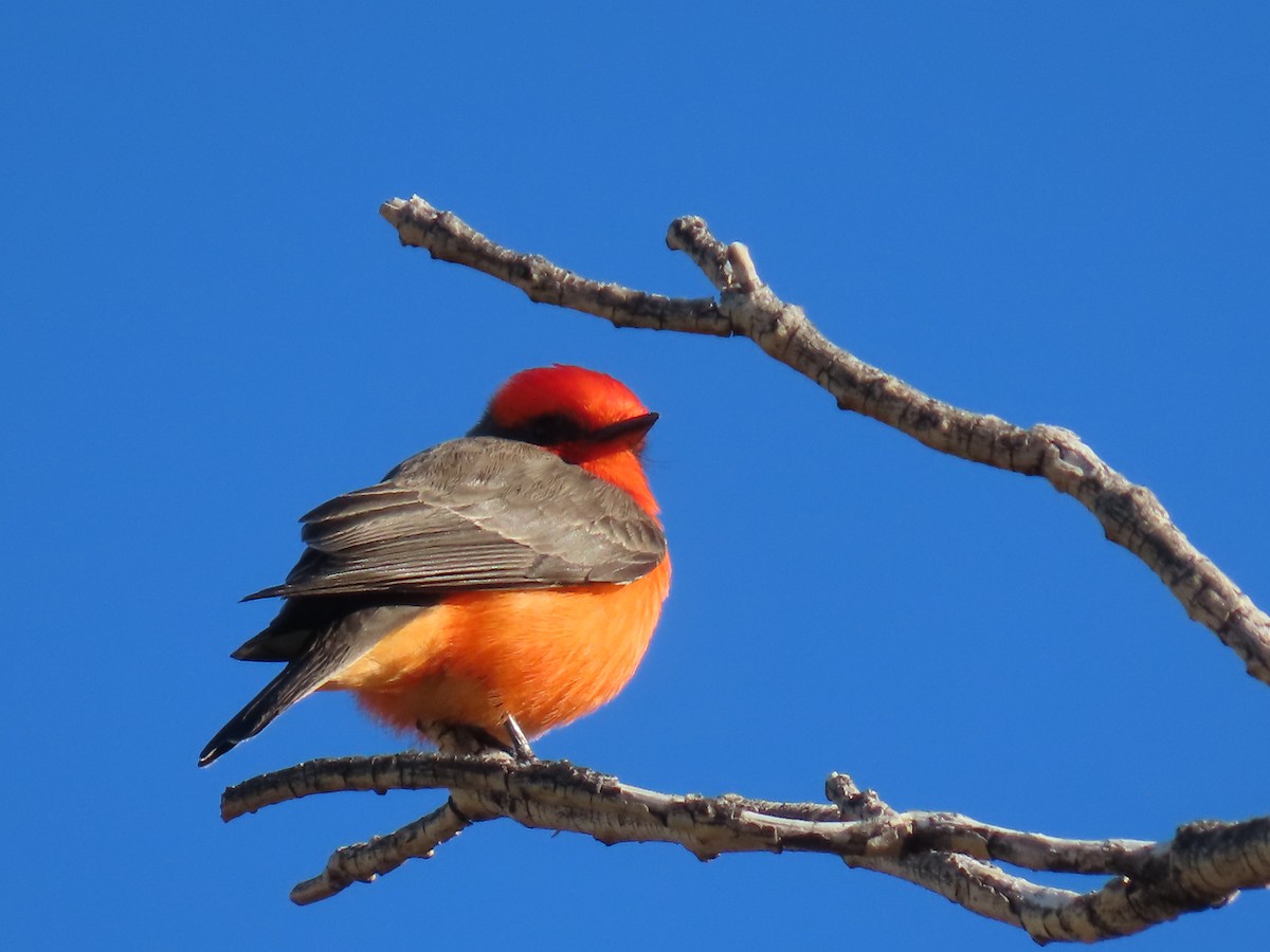 Красный мухолов - ML646759384