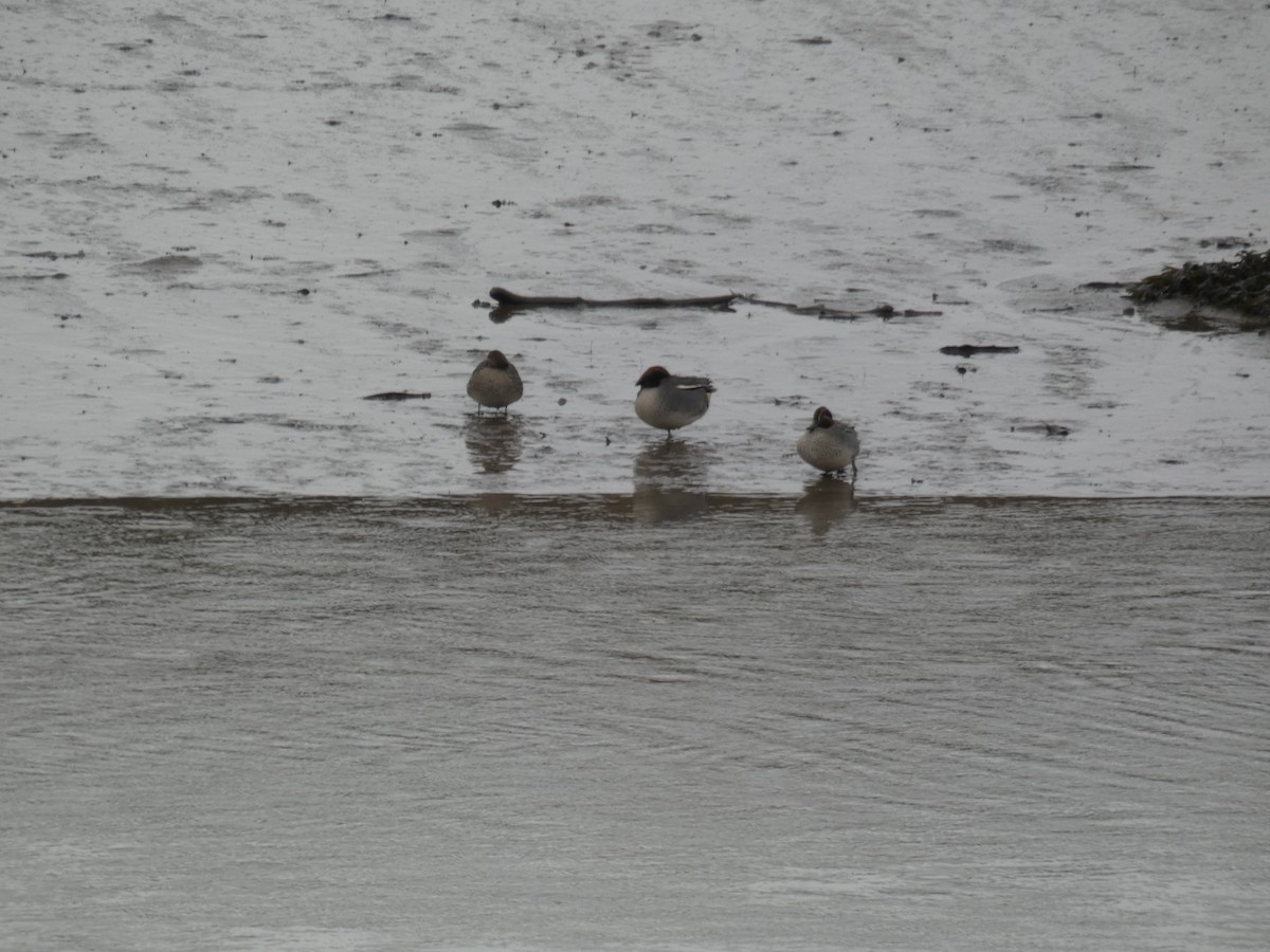 Чирок-свистунок (Евразийский) - ML646759388