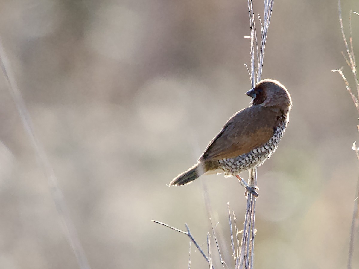 Чешуйчатая муния - ML646759393