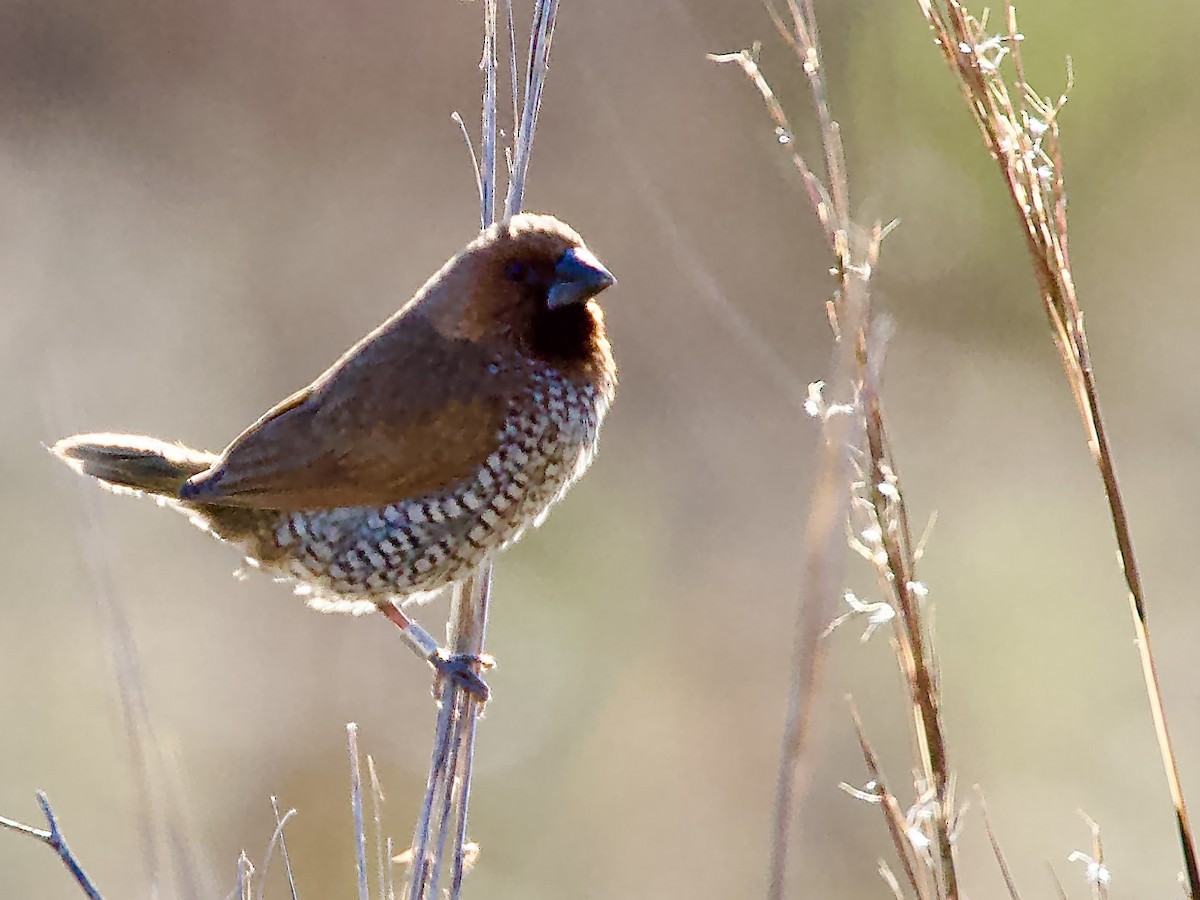 Чешуйчатая муния - ML646759394