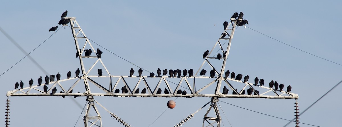 Чешуйчатая муния - ML646759396