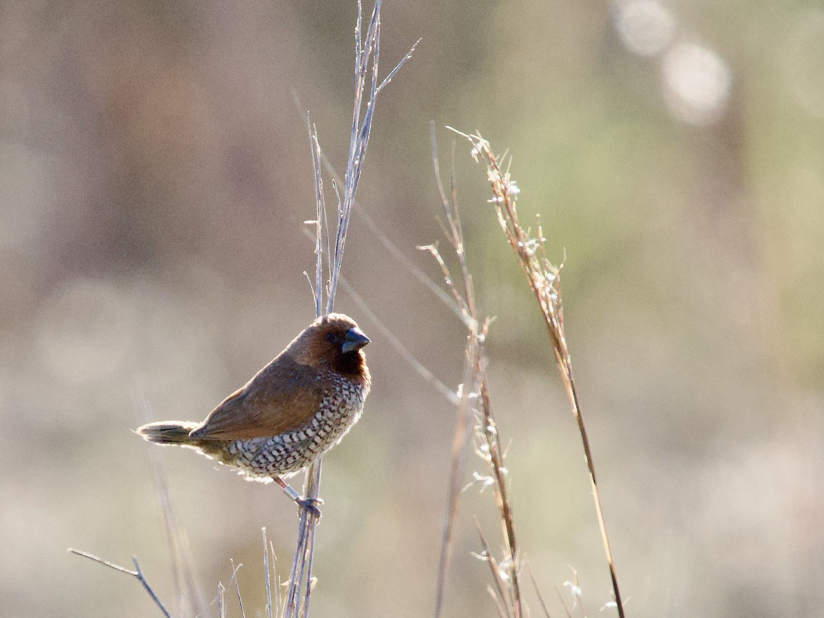Чешуйчатая муния - ML646759397
