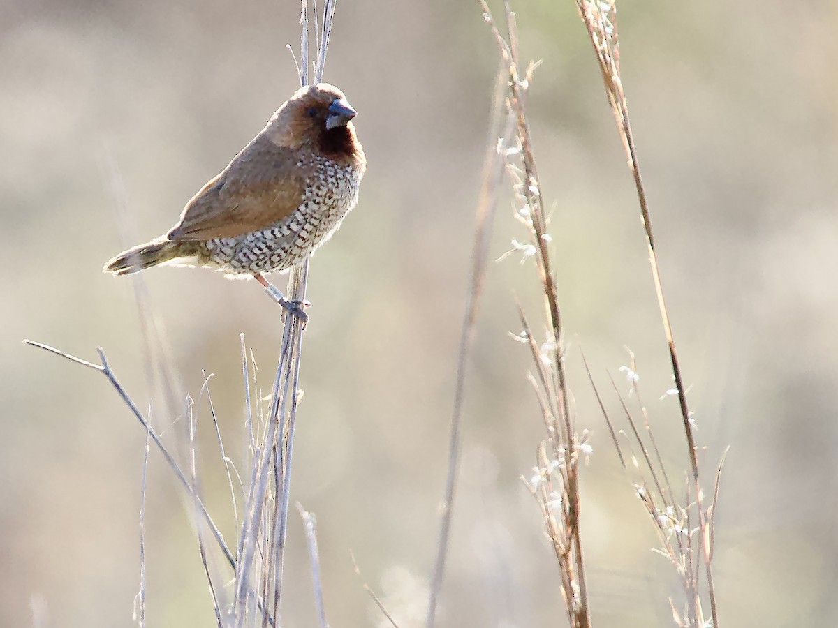 Чешуйчатая муния - ML646759398