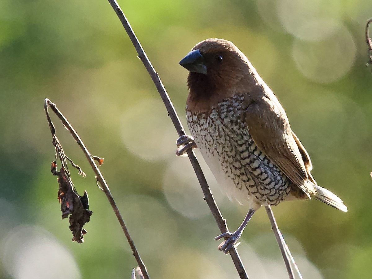 Чешуйчатая муния - ML646759399