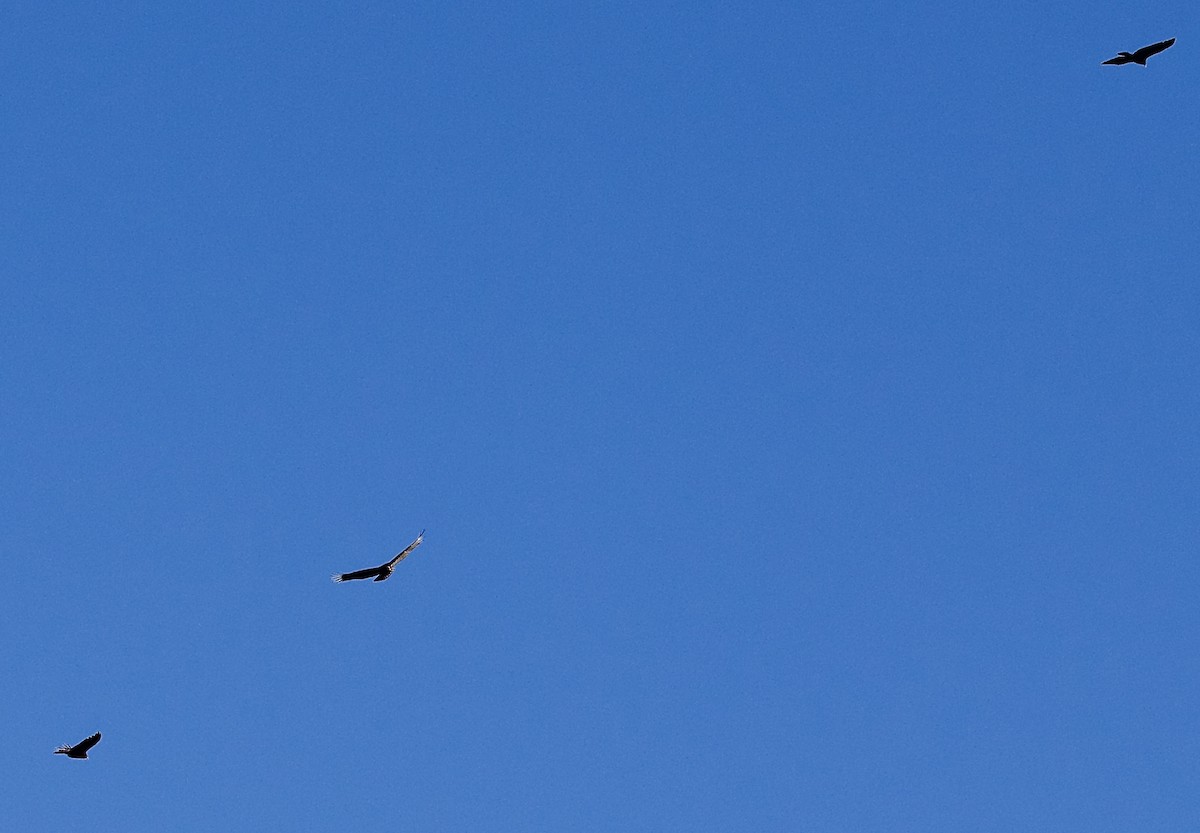 Чешуйчатая муния - ML646759400