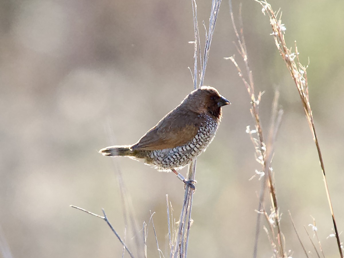 Чешуйчатая муния - ML646759401