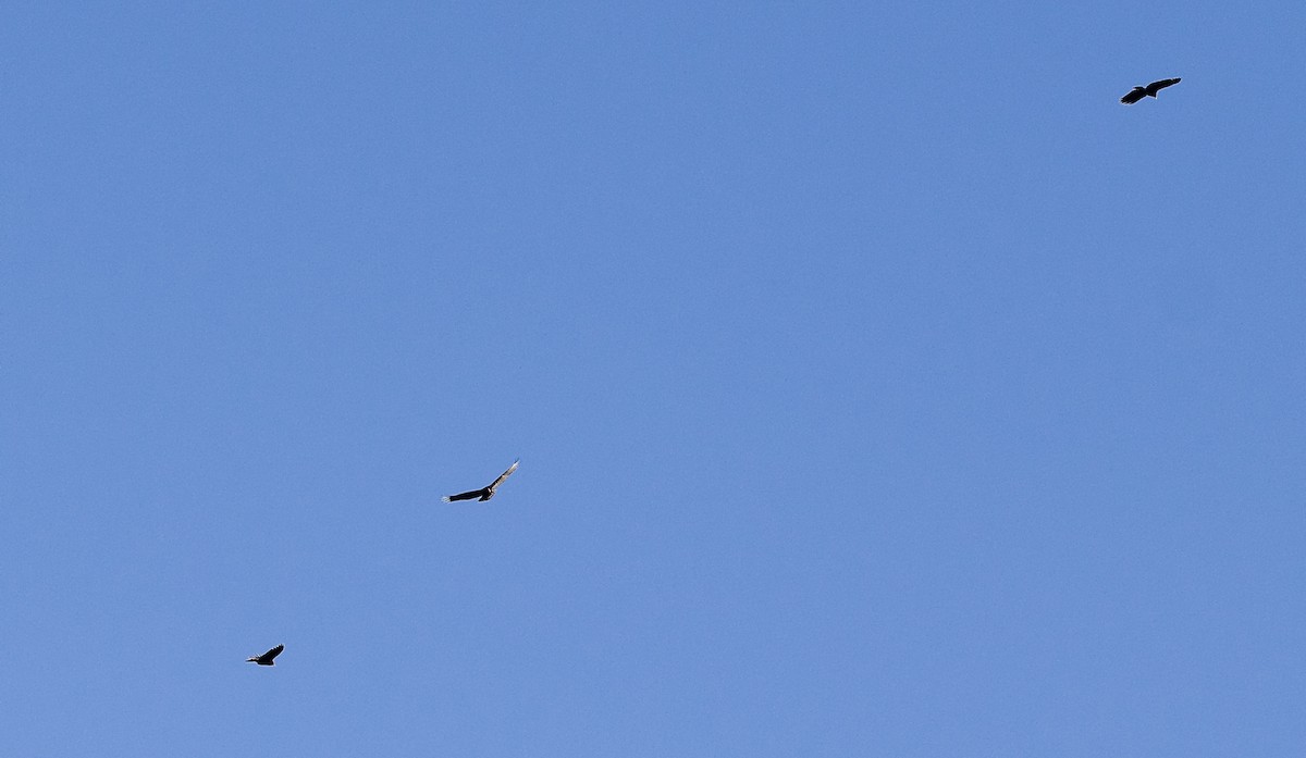 Чешуйчатая муния - ML646759402