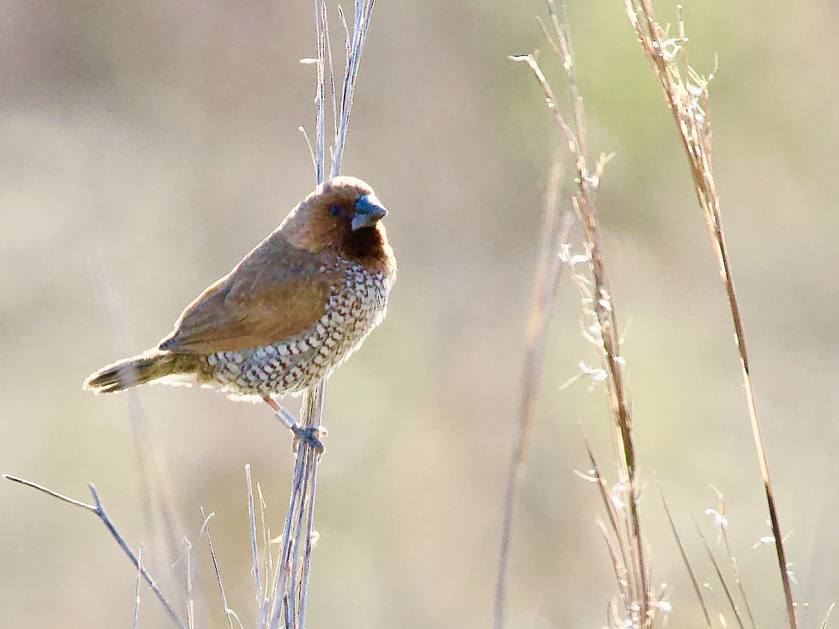 Чешуйчатая муния - ML646759403