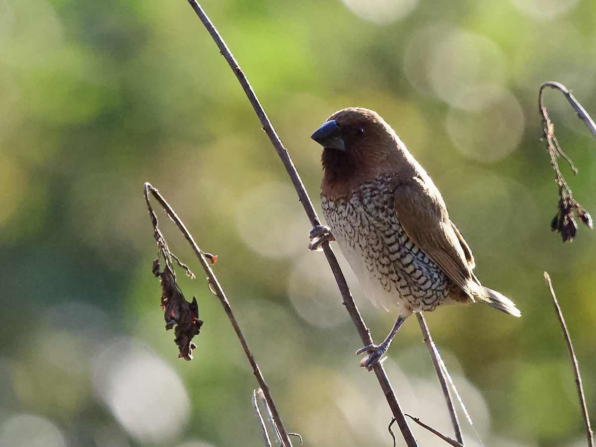 Чешуйчатая муния - ML646759404