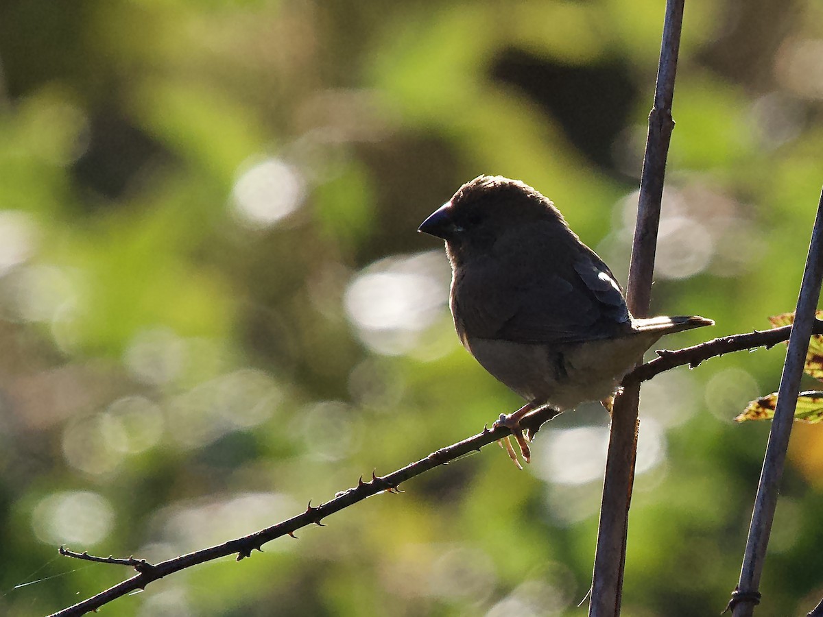 Чешуйчатая муния - ML646759405