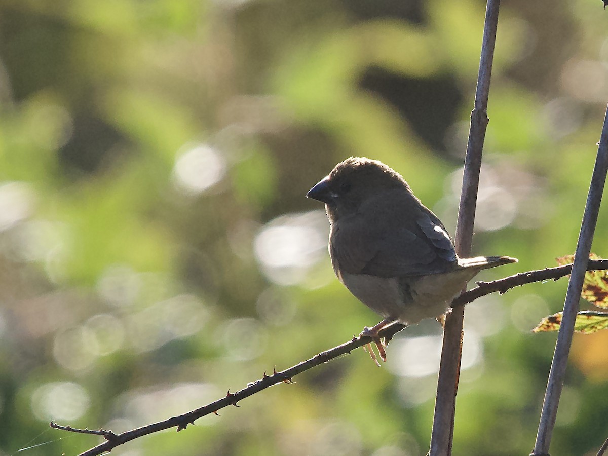 Чешуйчатая муния - ML646759406