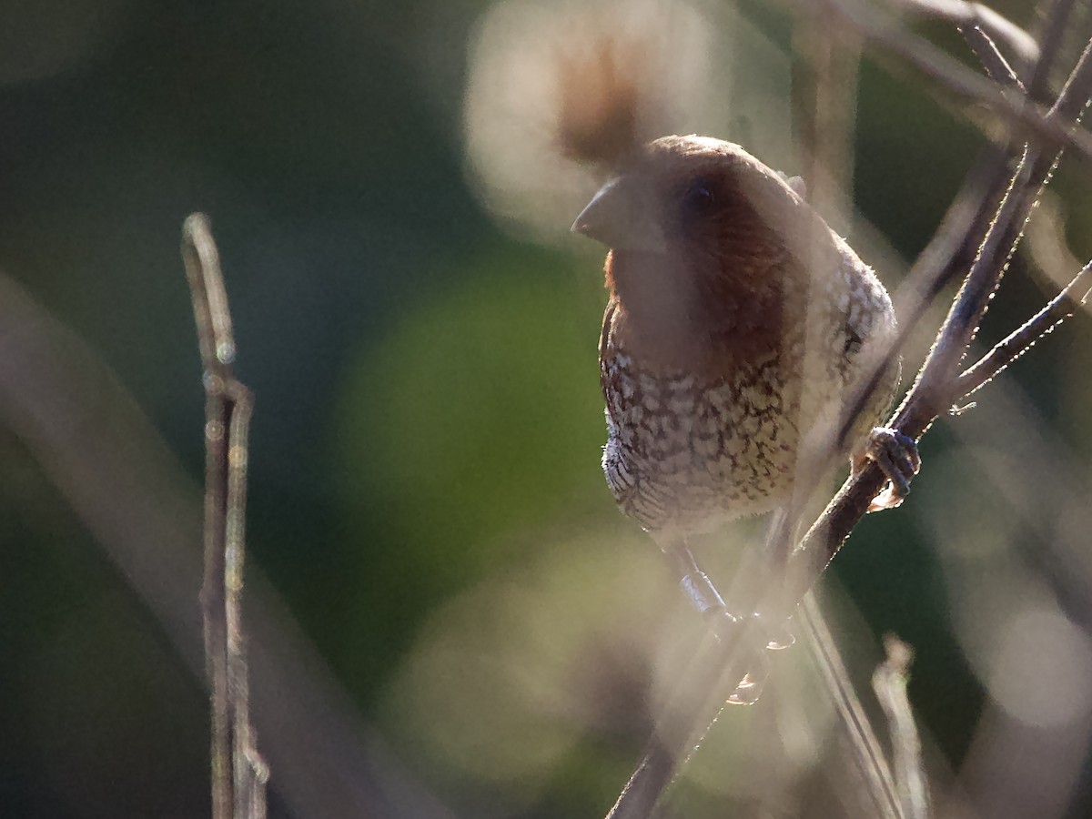 Чешуйчатая муния - ML646759407