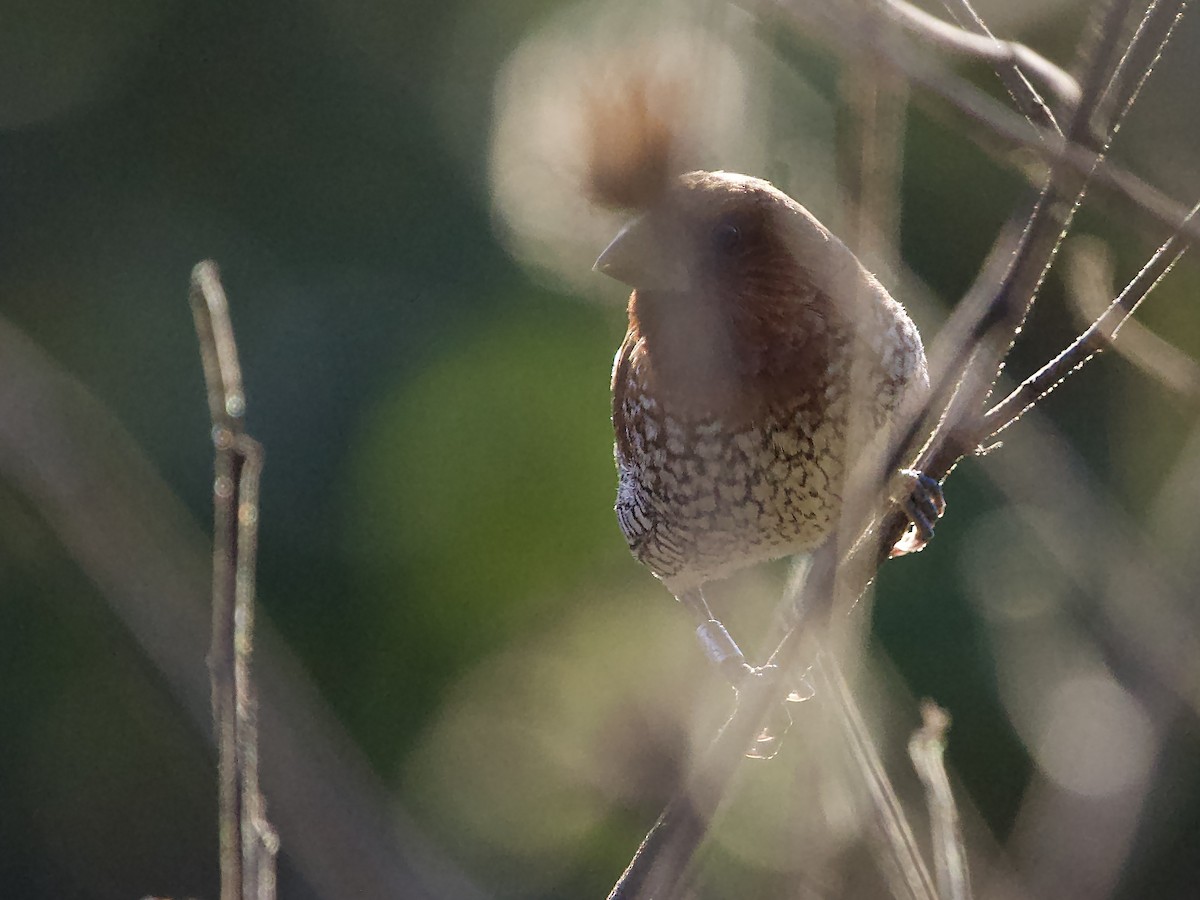 Чешуйчатая муния - ML646759408