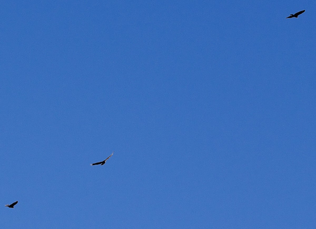 Чешуйчатая муния - ML646759409