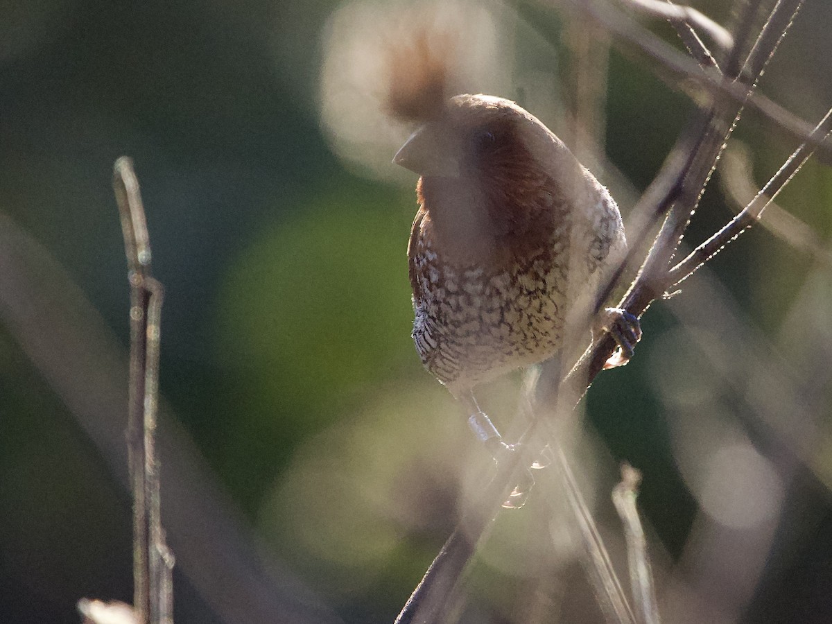 Чешуйчатая муния - ML646759410