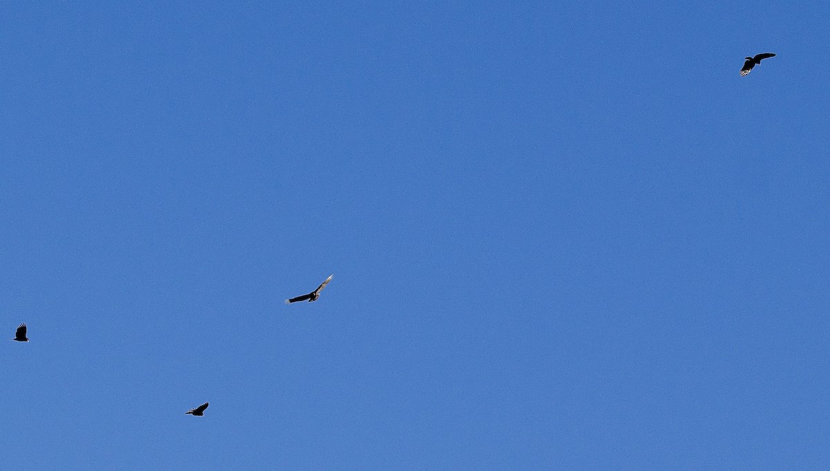 Чешуйчатая муния - ML646759411