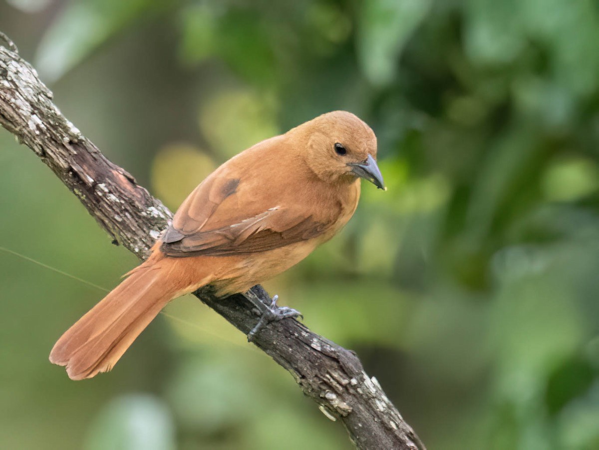 Чёрная танагра - ML646759412