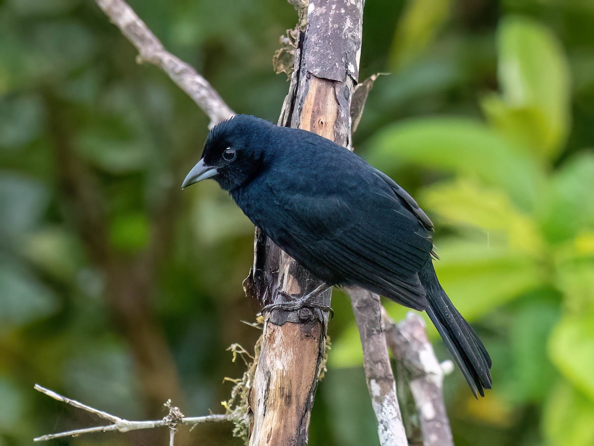 Чёрная танагра - ML646759413