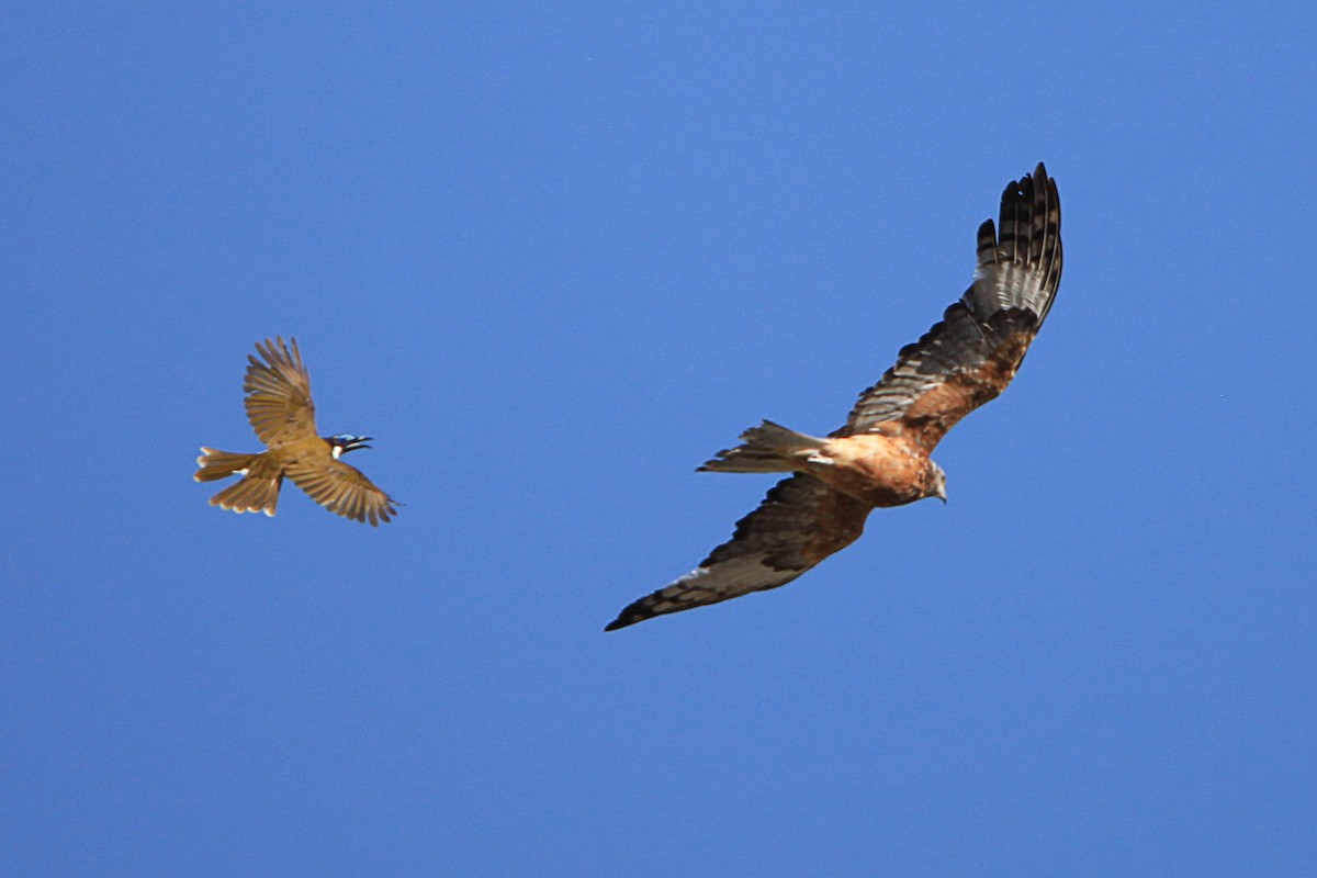 Чубатый коршун - ML646759414