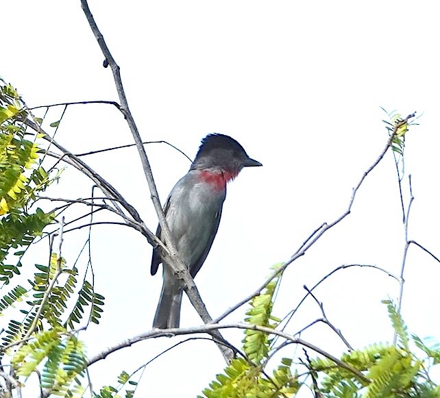 Розовогорлый бекард - ML646759417