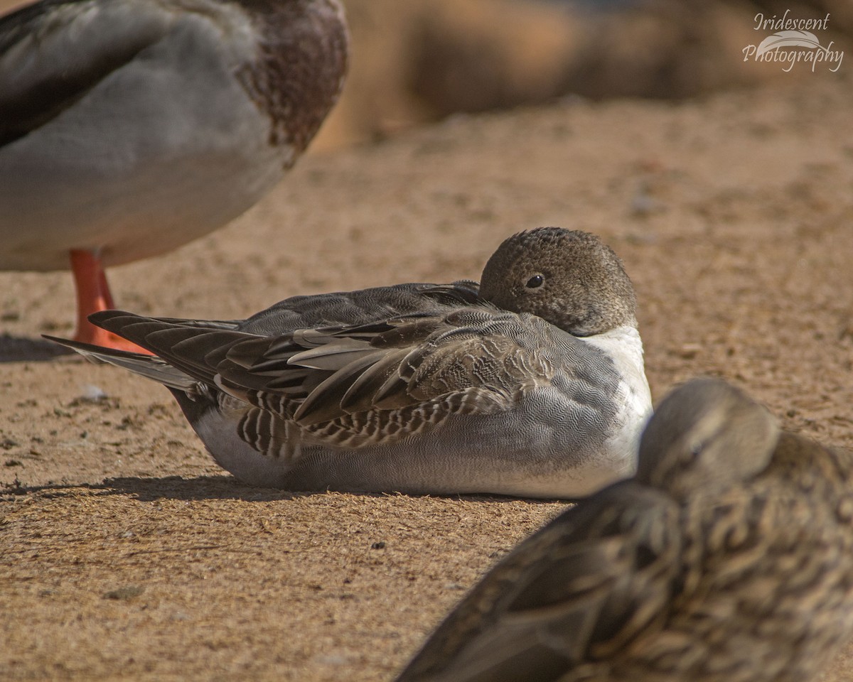 Шилохвость - ML646759418