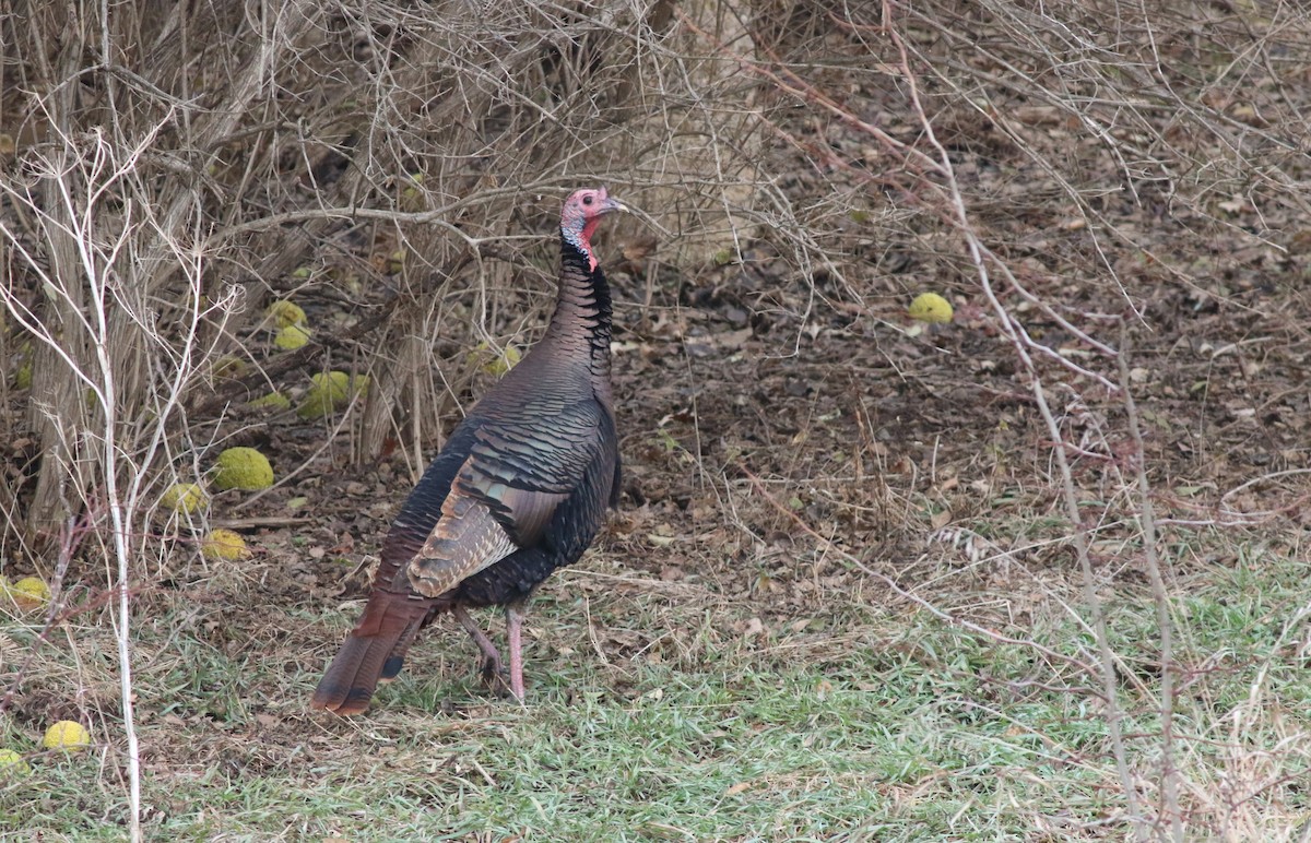 Индейка - ML646759419