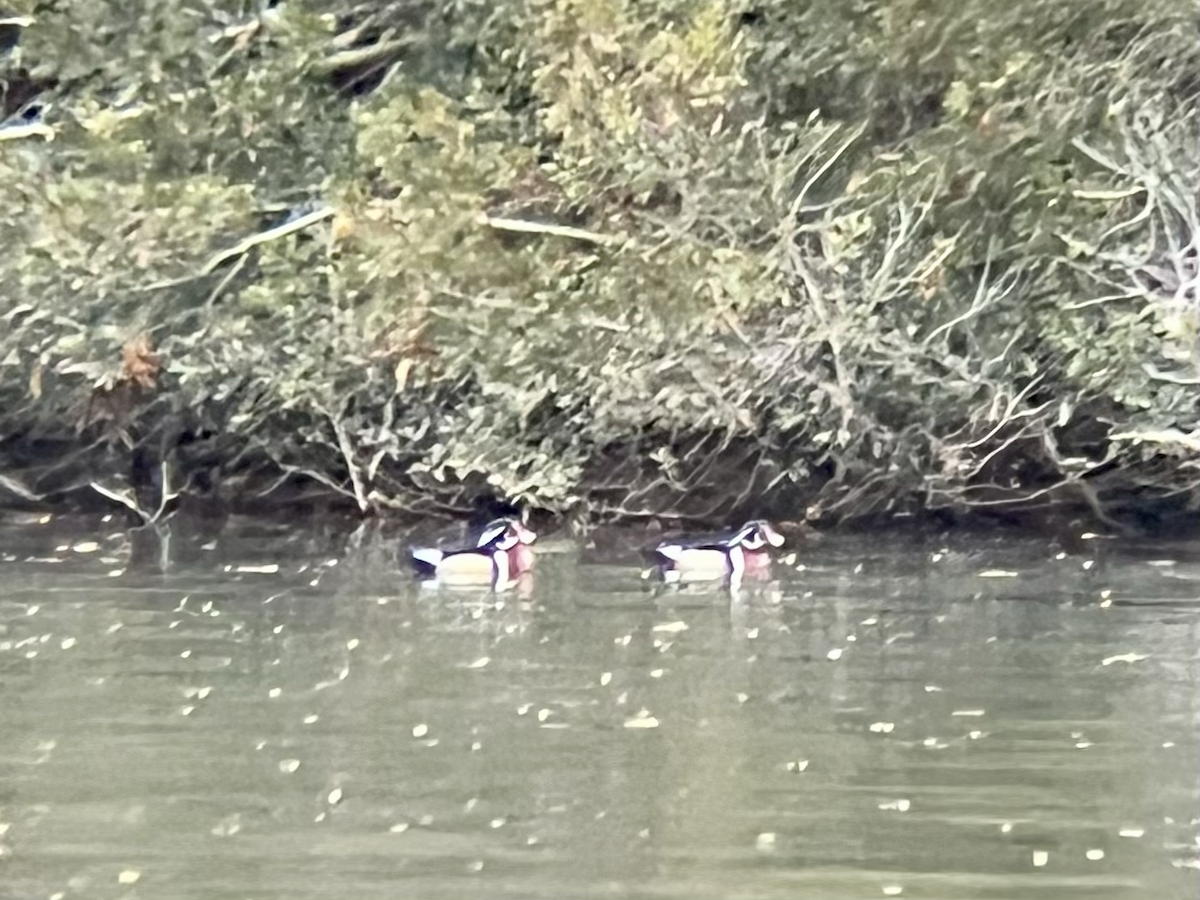 Каролинская утка - ML646759420