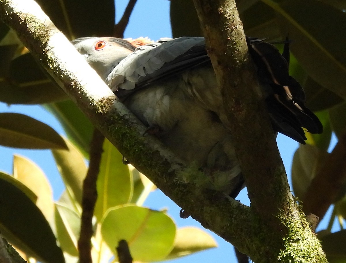 Topknot Pigeon - ML646759421