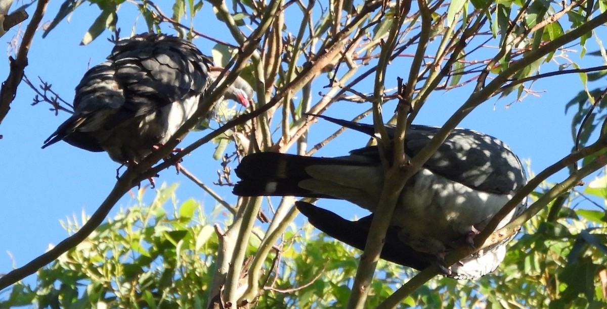 Topknot Pigeon - ML646759422