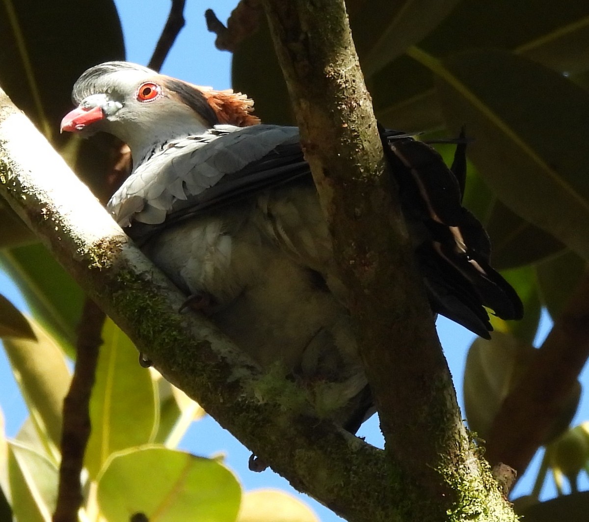 Topknot Pigeon - ML646759423