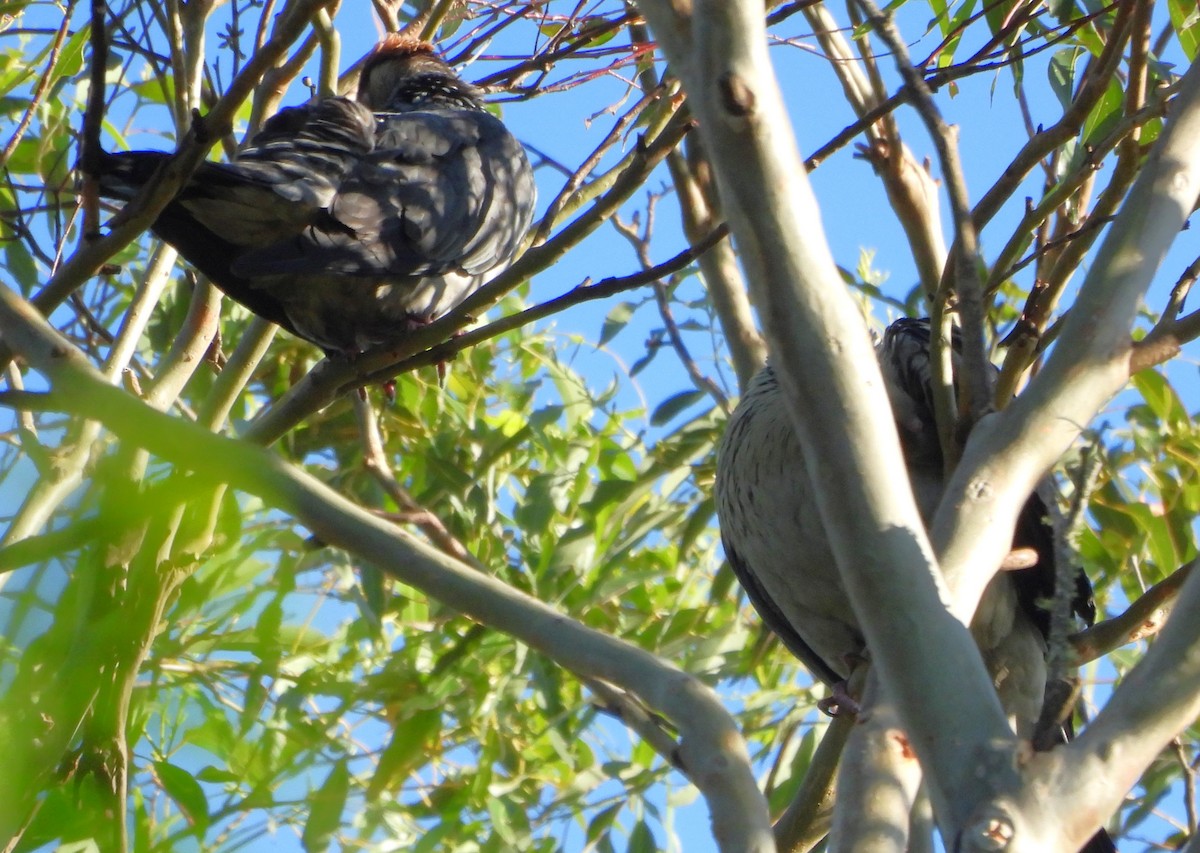Topknot Pigeon - ML646759424