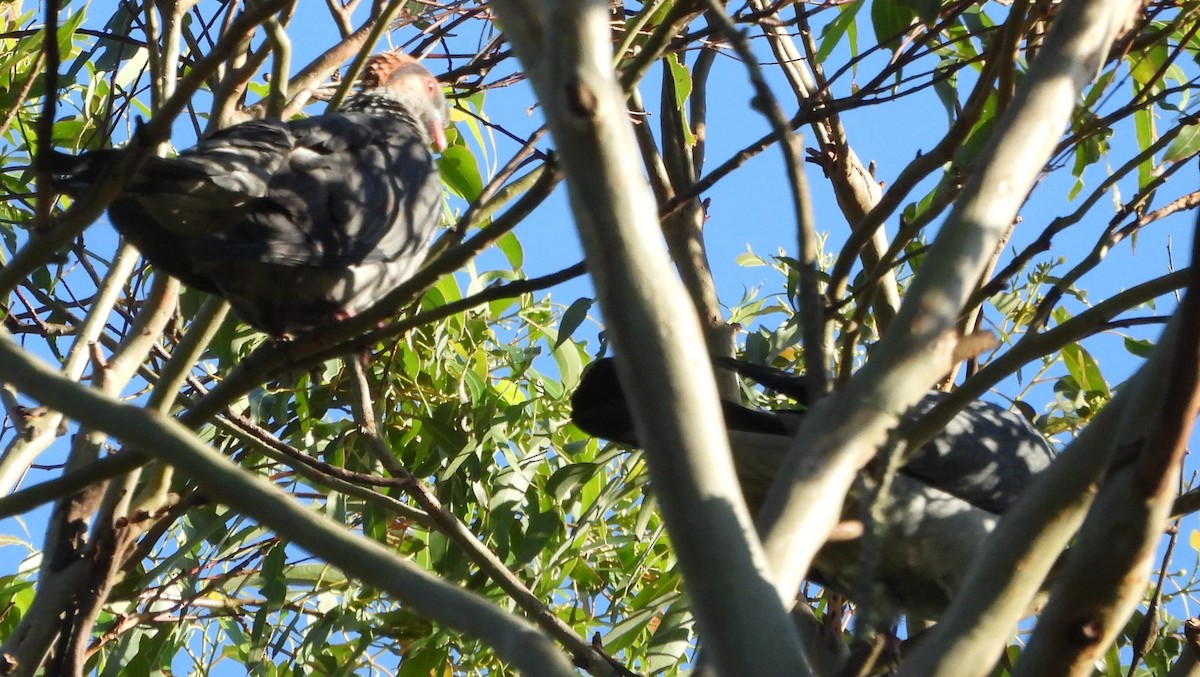 Topknot Pigeon - ML646759425