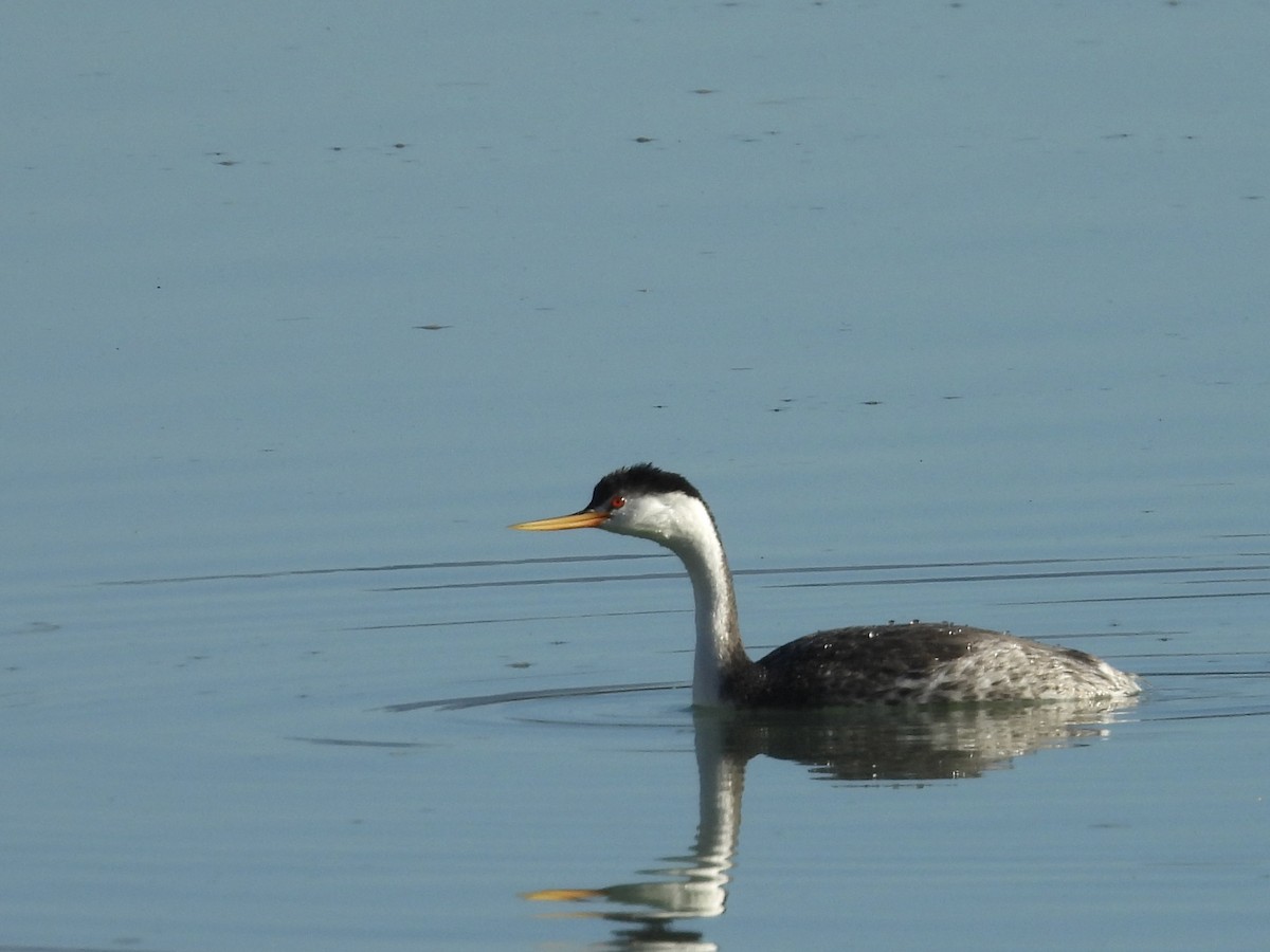 Clark's Grebe - ML646759426