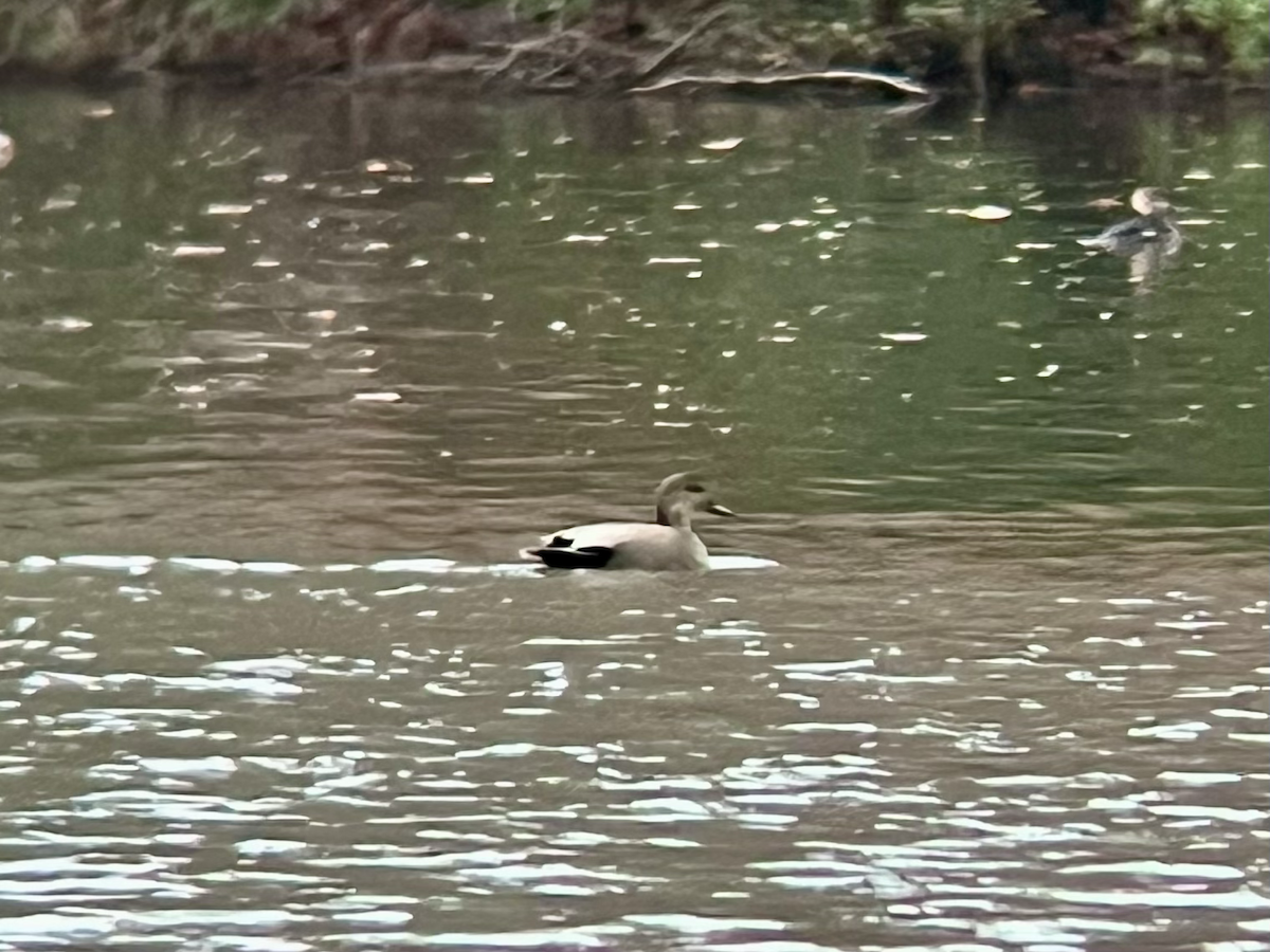 Gadwall - ML646759428