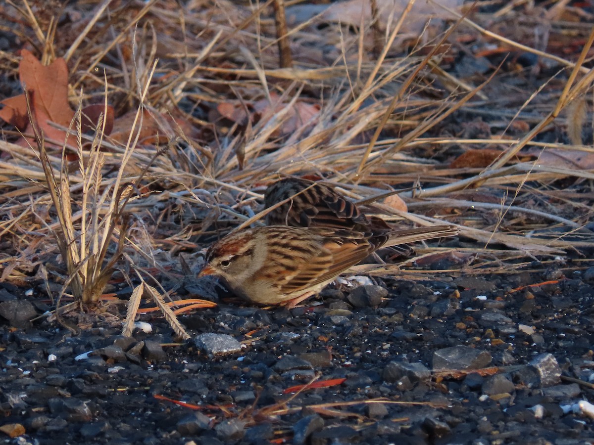 Chipping Sparrow - ML646759431