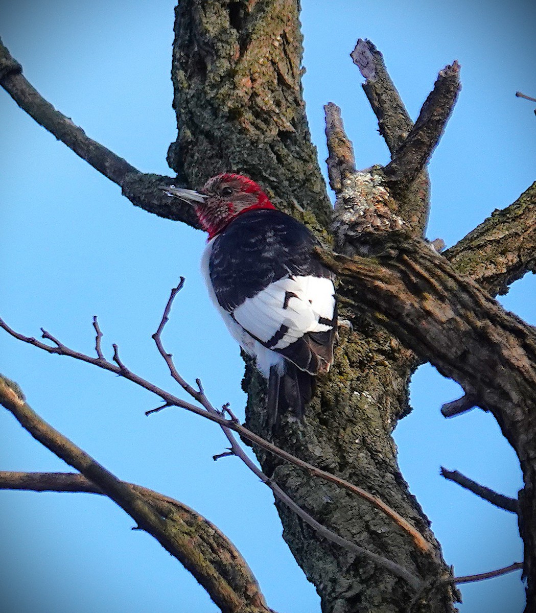 rødhodespett - ML646759432