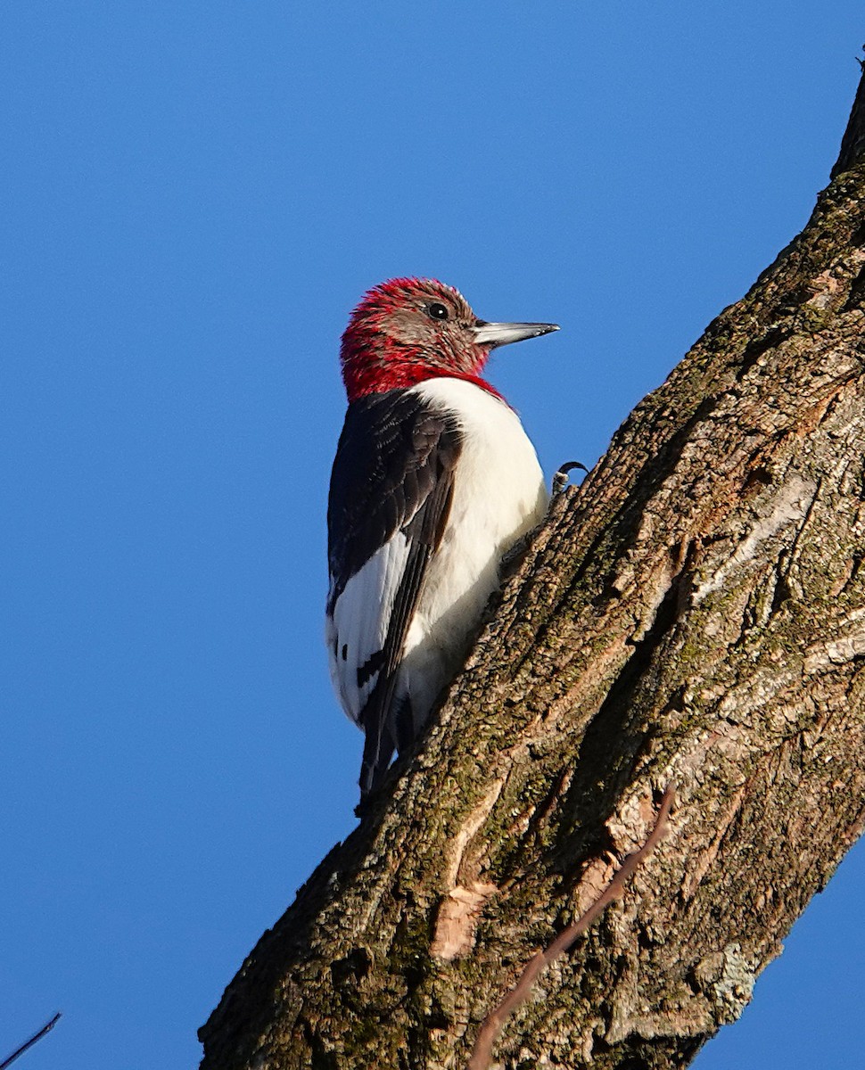 rødhodespett - ML646759435