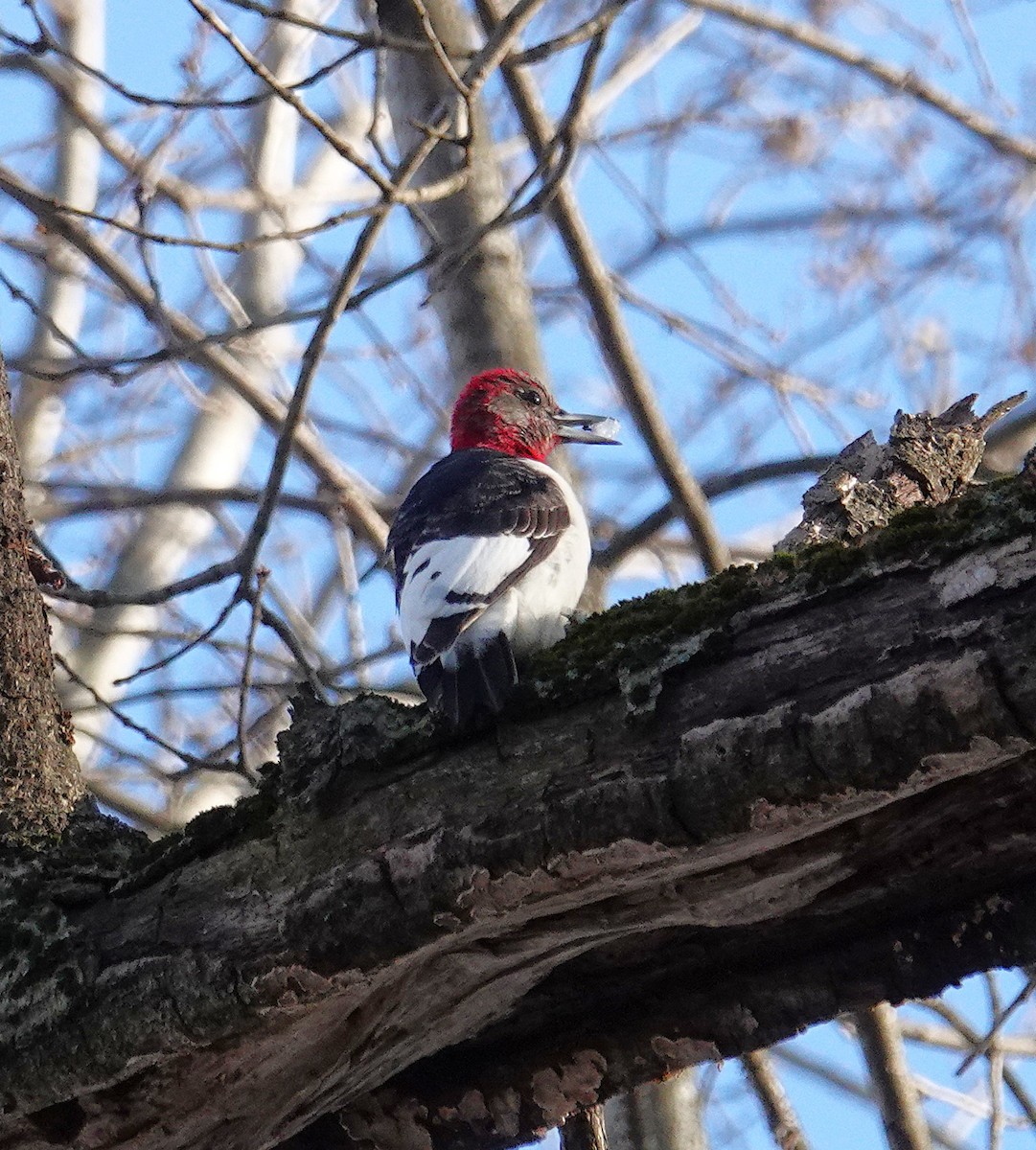 rødhodespett - ML646759438