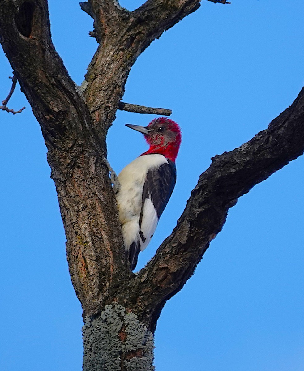 rødhodespett - ML646759439