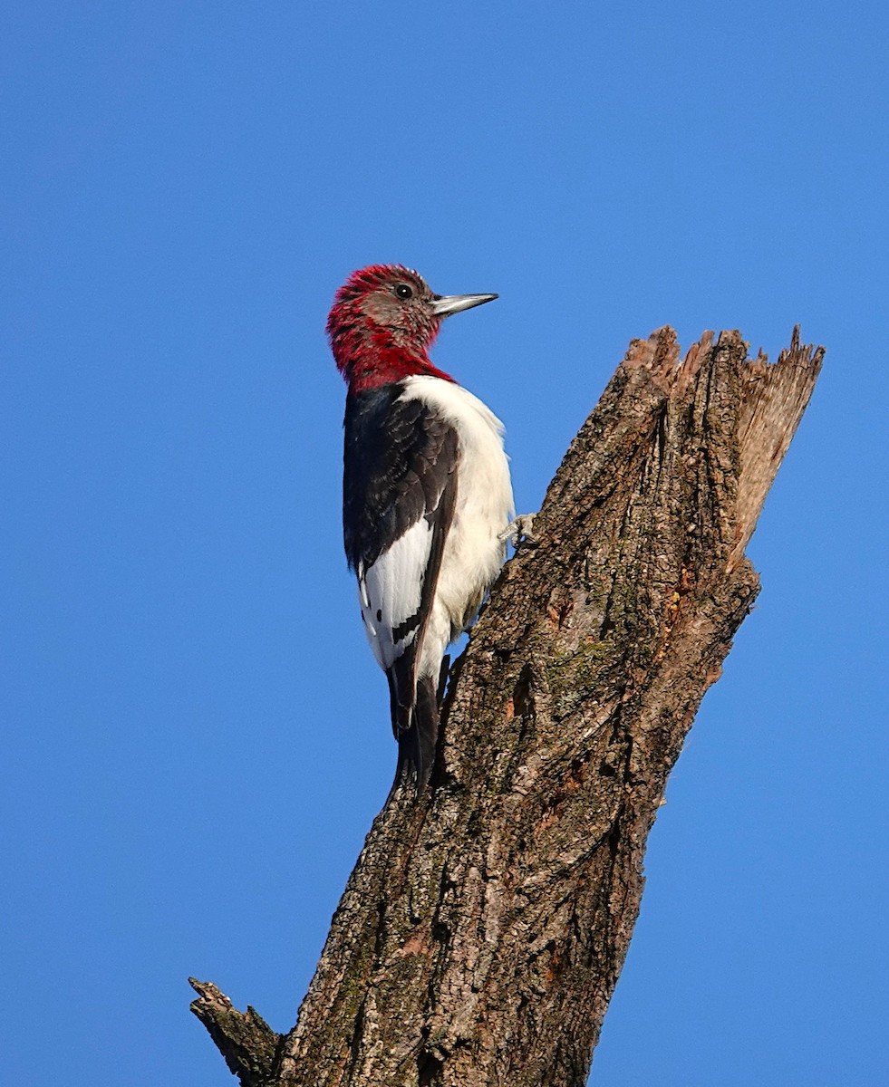 rødhodespett - ML646759440